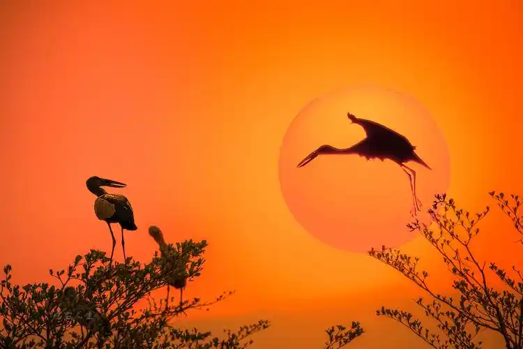 落霞余晖 鸟儿归巢 摄影:宋晓斌