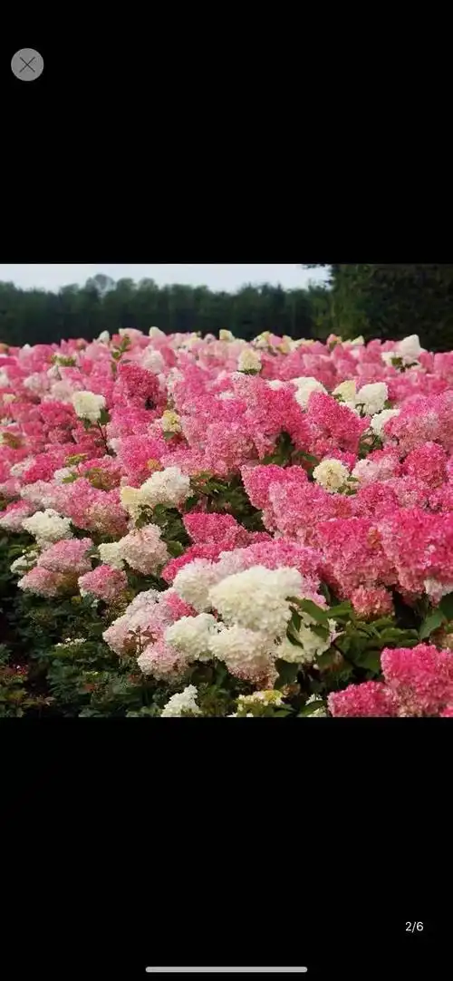 香草草莓活力青柠圆锥绣球绣球