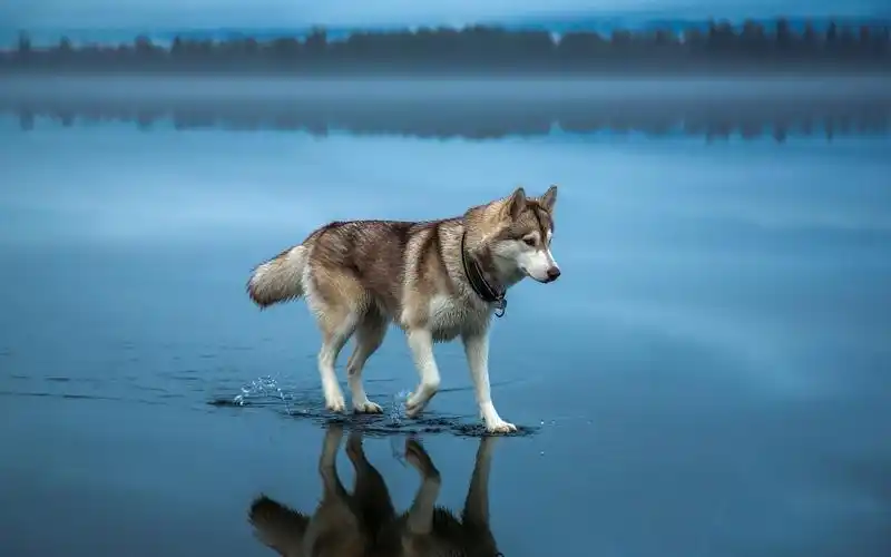 可爱,乖巧,大自然,2k,动物它们融入大自然的梦幻环境里 壁纸图片