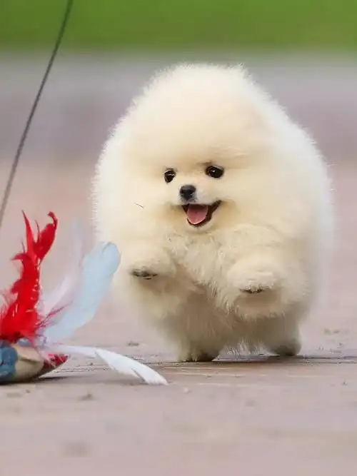 精品纯种博美幼犬茶杯犬长不大迷你袖珍俊介小型犬幼犬宠物狗活体