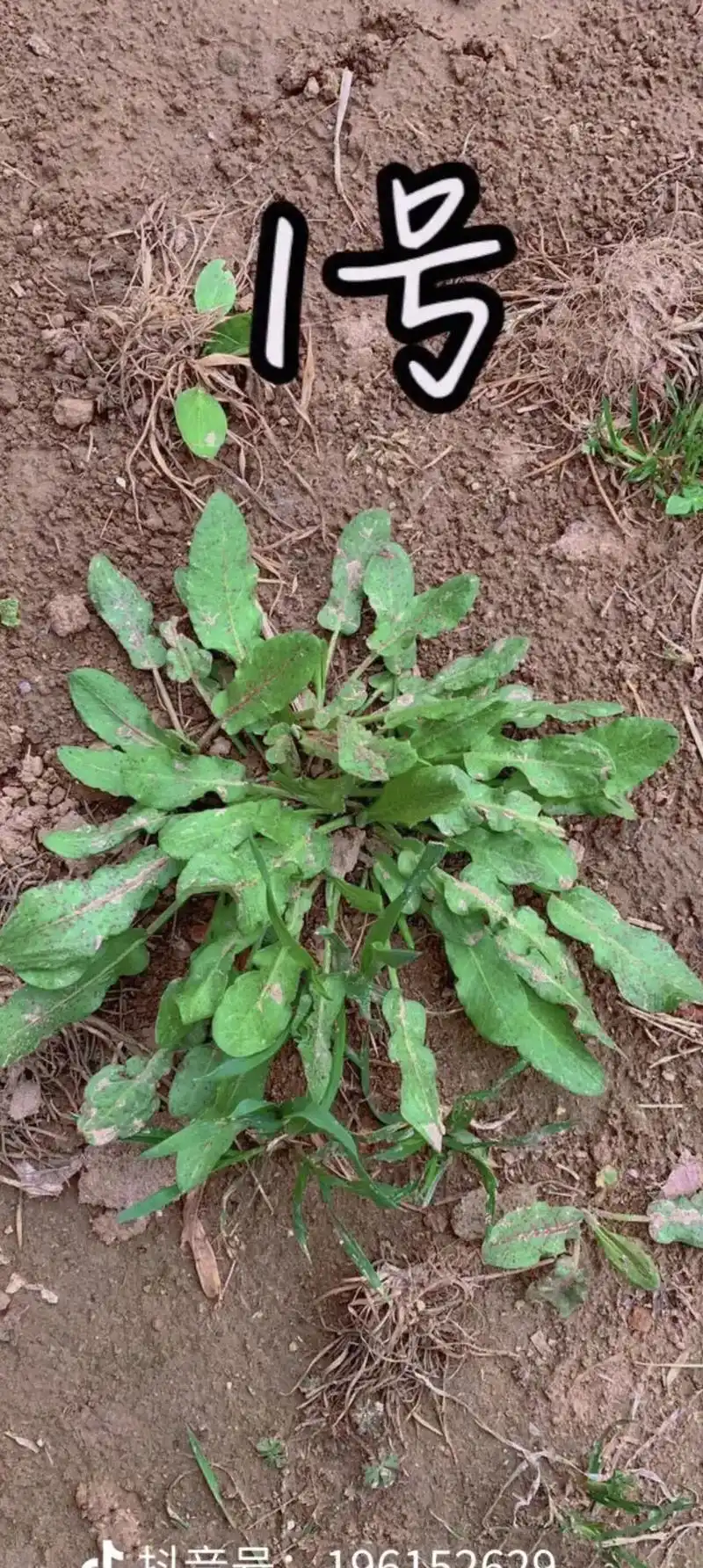 采野菜,几号是荠菜,几号能吃,长的都差不多,它们应该是亲戚% - 抖音