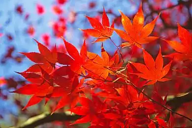 红枫图片_红枫图片大全_红枫图片素材