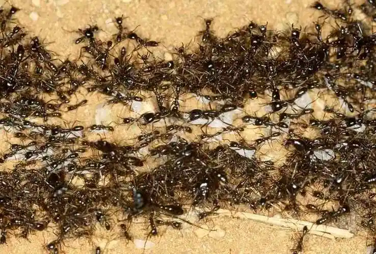 最绝望的死法一圈一圈旋转至死蚂蚁转圈为何会陷入死亡漩涡