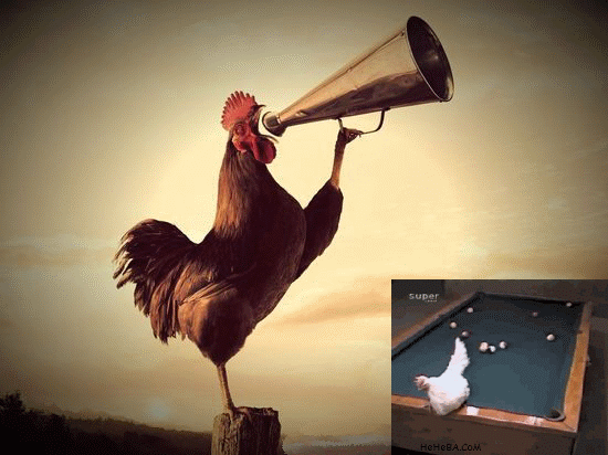 小鸡进行曲 - 枫笛的日志 - 网易博客