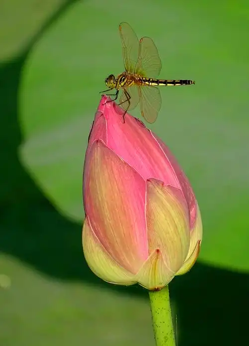 圆明园 蜻蜓 荷