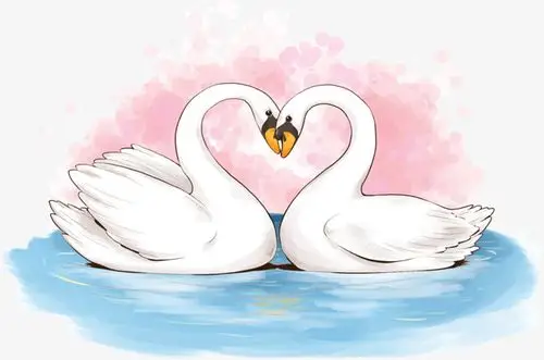 png爱心白天鹅