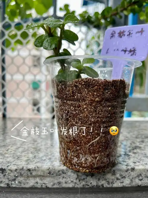 扦插的金枝玉叶发根了啊啊啊050505