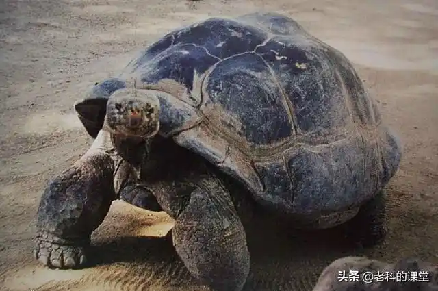 已灭绝的动物名称及图片大全,五个罕见却又已经灭绝的动物