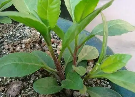 降糖草是什么样子的_花问