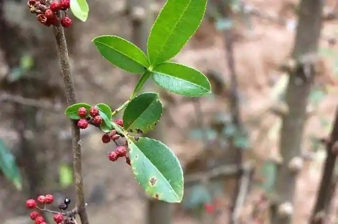 可能每个地方的名字不一样,在咱们贵州地区叫它三百棒,黄大金根等,都