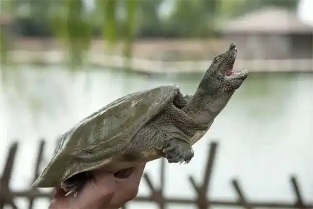 余姚万人抓霸王鳖,快来报名化身抓鳖战士吧!