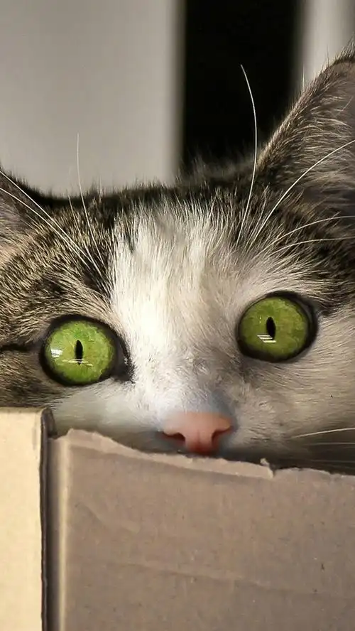 绿眼睛的猫看,盒子 iphone桌布