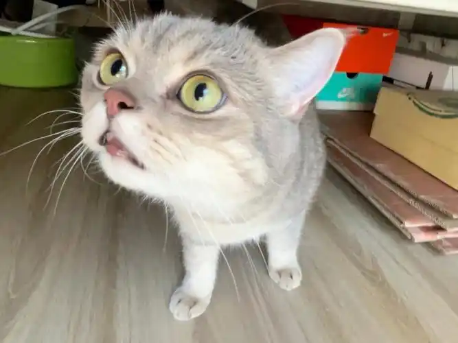 啊这智慧的眼神