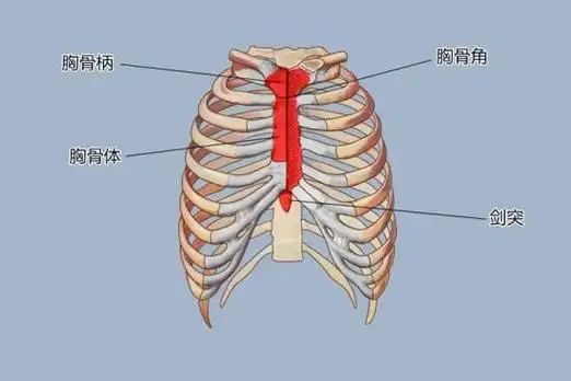 儿童正常胸骨发育示意图