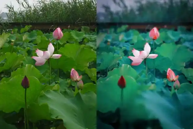 用ps可以轻轻松松虚化背景.