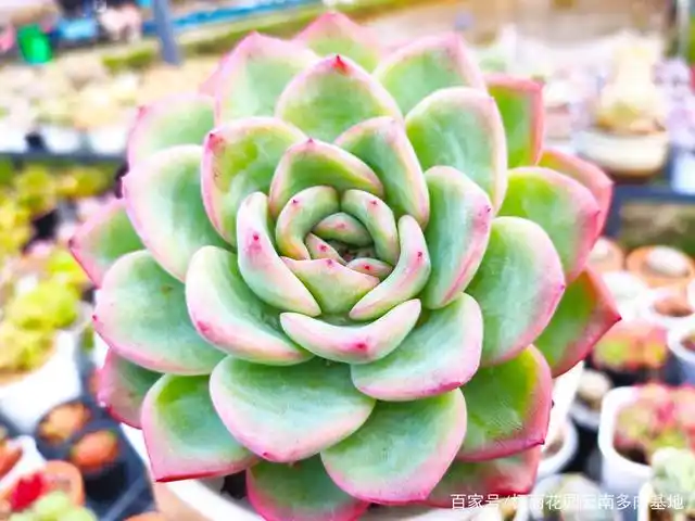 草莓泡芙,要从小开始控养,一不小心就变成脸盆泡芙了.