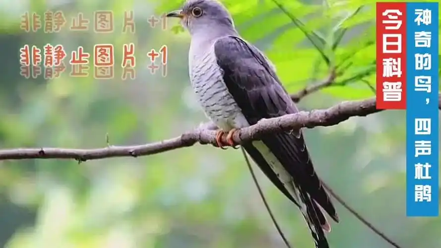 农村很神奇的鸟,每年要收麦子前就会听到它叫,麦收后就不见了