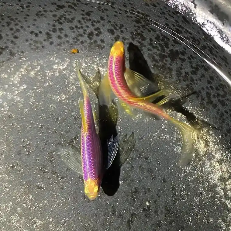 养了这种斑马鱼,鱼缸变得更加生动有趣,而且不用打氧也能健康成 - 抖