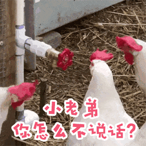 日常沙雕表情图此时一个靓仔载着美女刚好路过