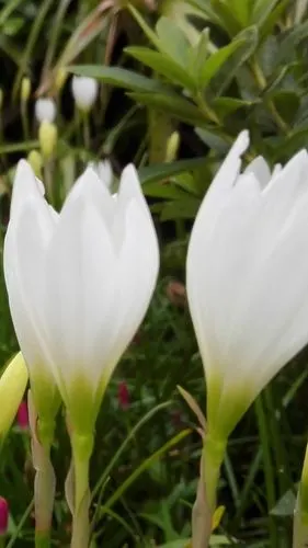 白色兰花在夏天 iphone 壁纸