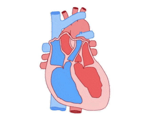 640_518gif 动态图 动图