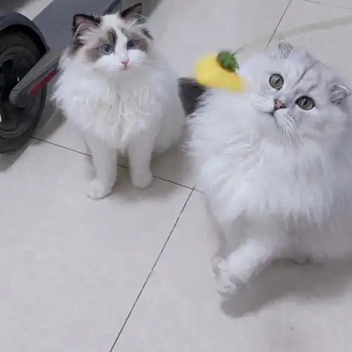 金吉拉和小布偶两个乖乖双倍美丽