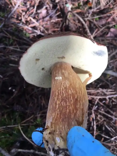 这些蘑菇能吃吗