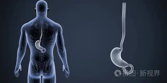 人类男性身体和胃的多彩医学例证