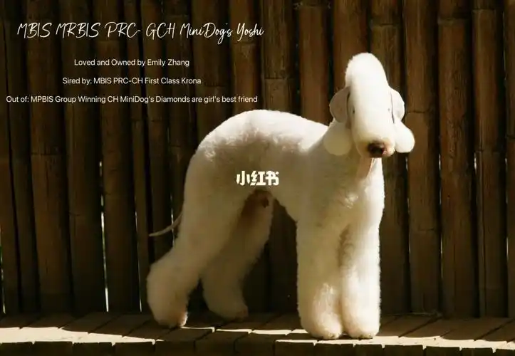 贝灵顿 minidog贝灵顿 贝林顿梗