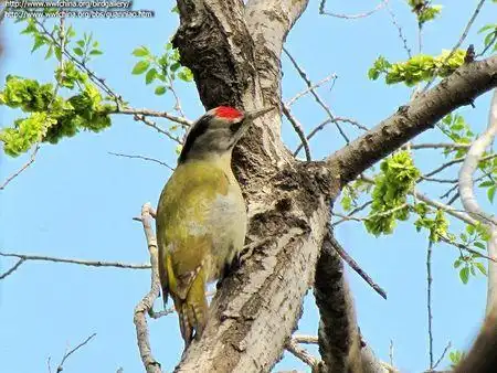 嘴很长,身上是全灰,头上有一辍红毛是什么鸟