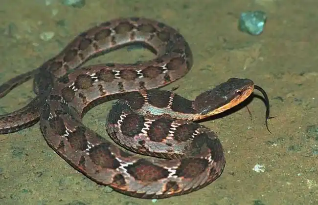 台湾小头蛇为小型蛇类,成年体型一般在60厘米左右,最长可达95公分长