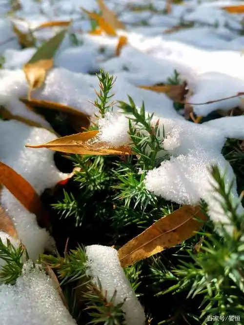 天地以凛冽令万物萧杀,蛰伏.冬以迅疾之势攻城掠地,该篇换章.