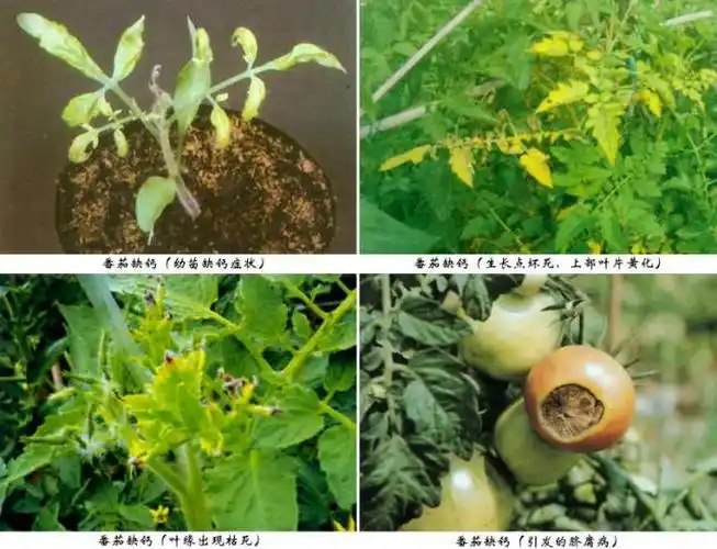 番茄缺素图谱大全
