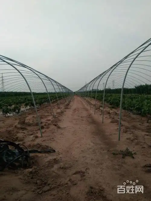 废铁价出售大棚铁架子