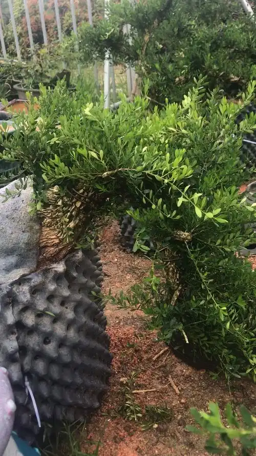 百年老桩雀舌黄杨一对精品悬崖