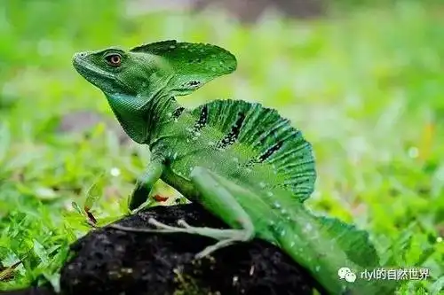 「双冠蜥」饲养之环境篇!(最终章)