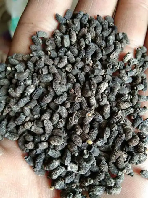 苦苣种子 需要呼我吆五吆零九三六五四六三