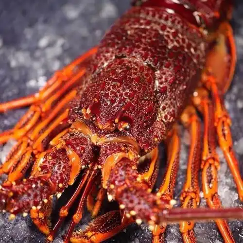 特价澳洲大龙虾鲜活