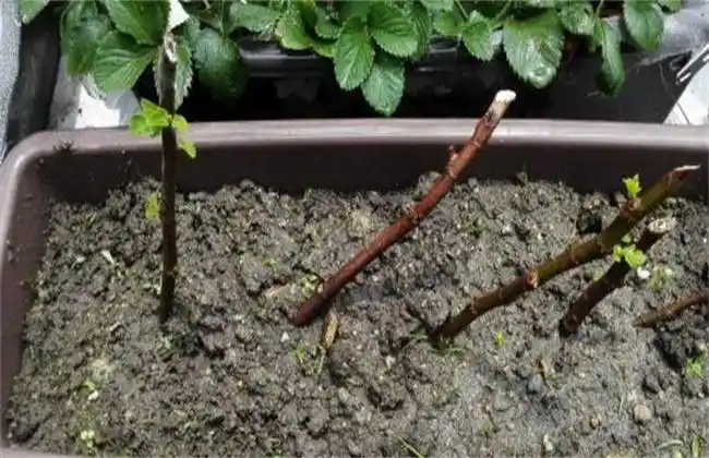 无花果扦插繁殖方法