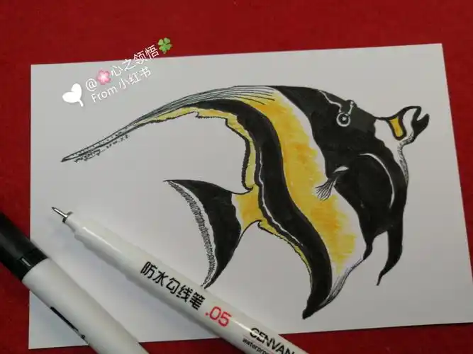 线描画海水鱼镰鱼