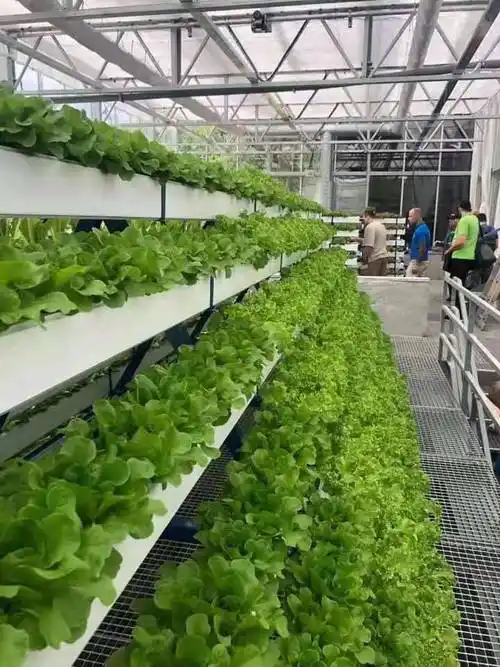 【无土栽培 鑫泽农业温室 无土栽培技术提供 无土栽培蔬菜玻璃温室】