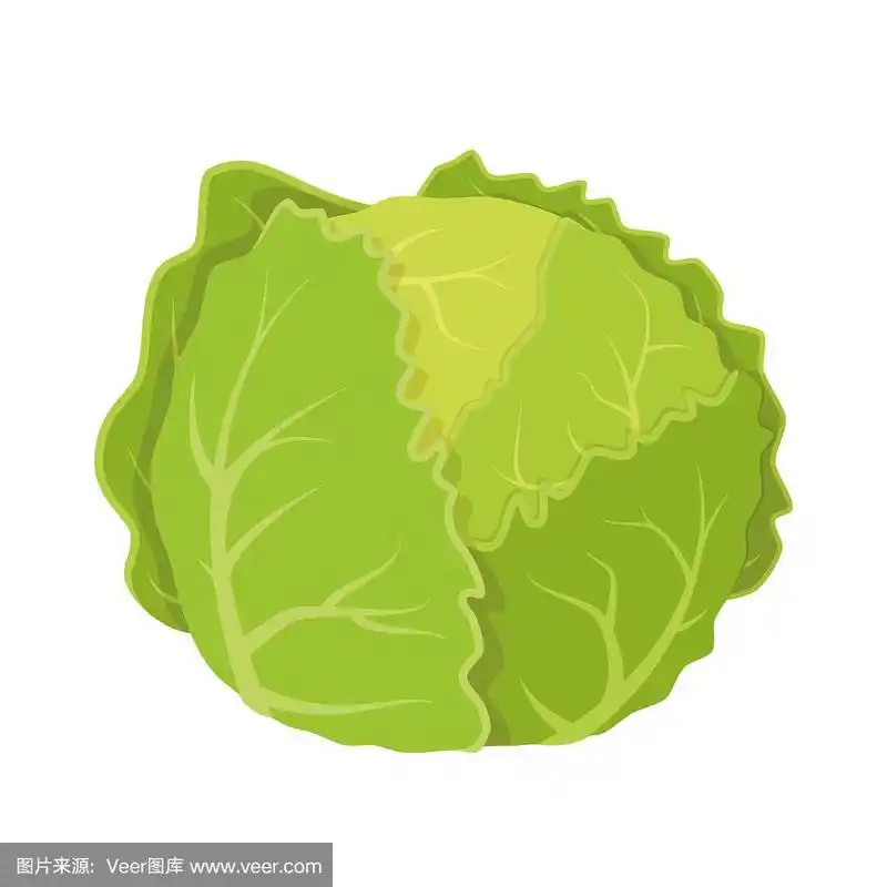 矢量插图的一个有趣的生菜卡通风格.