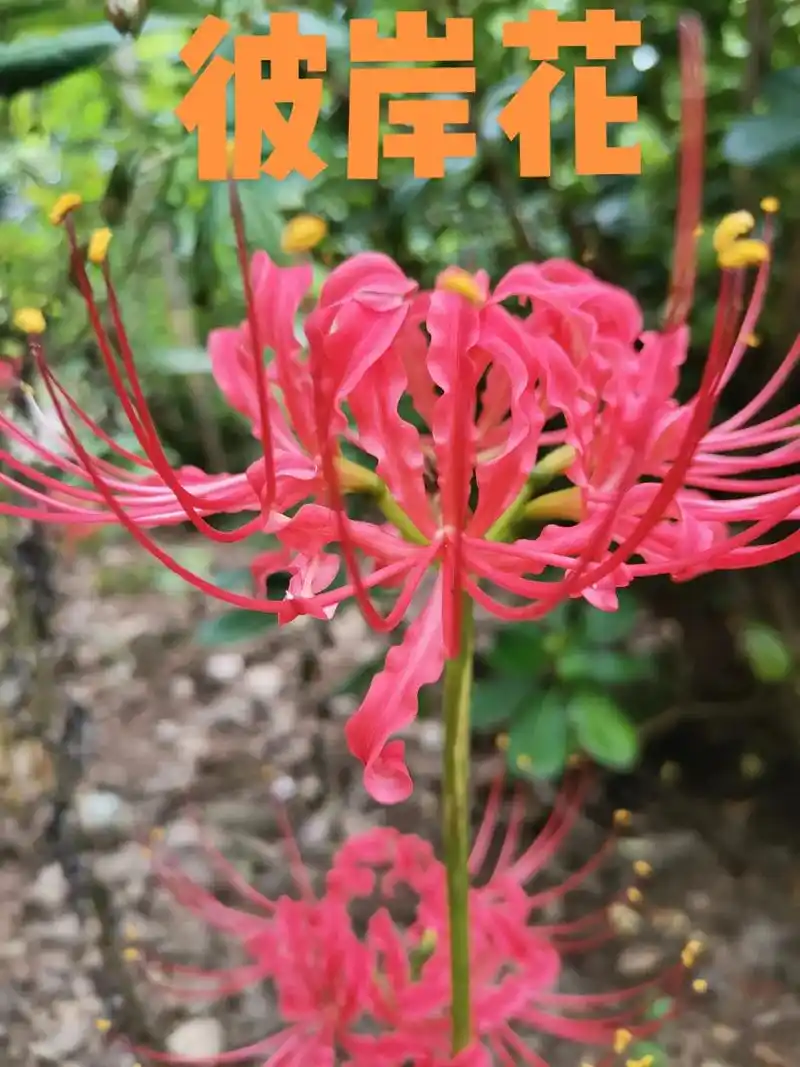 彼岸花有着无尽思念的花语意思,因为彼岸花在开花时是看不见叶片 - 抖