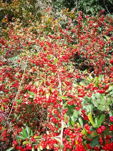 山路边一簇簇的红仔树挂满小红果,如阳似火,嚼了一把,让人回忆岀儿时