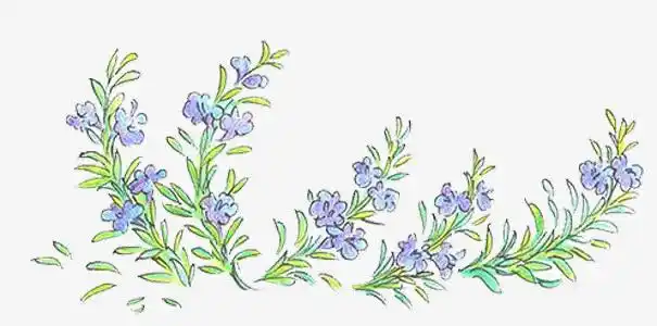 卡通手绘迷迭香