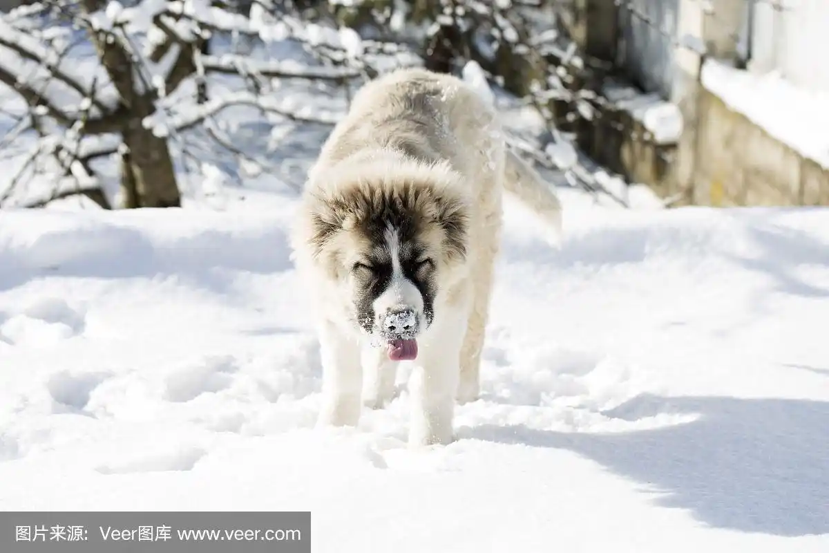 可爱的高加索牧羊犬小狗.白种牧羊犬4个月大.