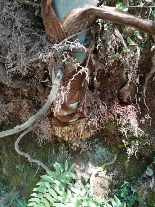 瞧,这竹子根须,令人惊叹!要想立得直,须得扎得深哪!