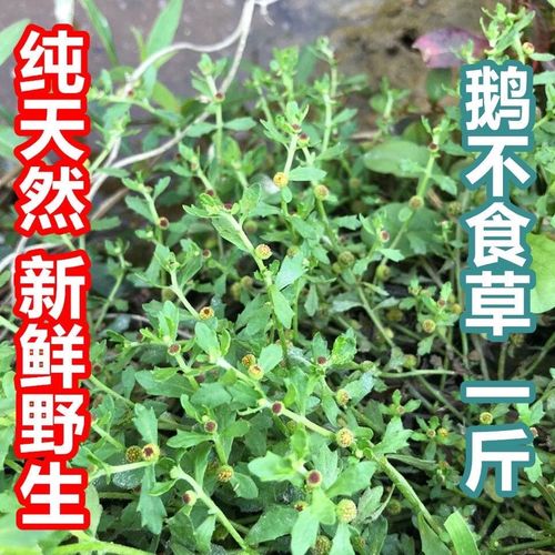 野生新鲜青草药鹅不食草 饿不吃草 鹅仔不食草 猪屎草 食胡荽