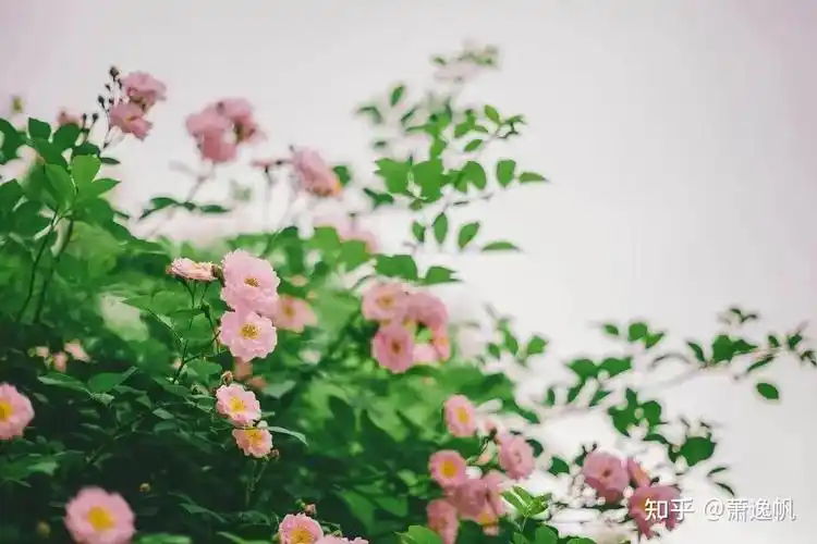 "全国文学大赛入围散文作品——《在薄情的世界里深情地活着》 - 知乎