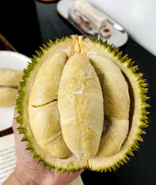 最爱的榴莲d198金凤